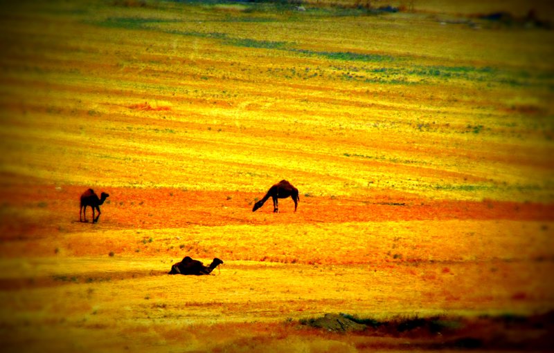 camels, Negev wilderness
