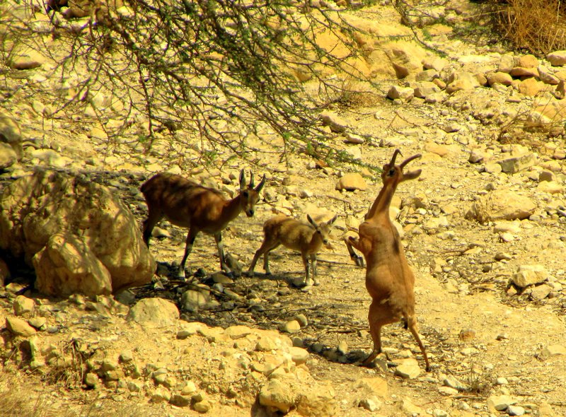 Ibex family near the base of Masada.