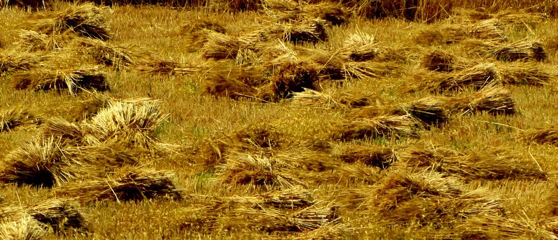 Sheaves of wheat