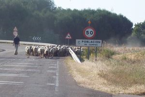 Goats block the highway