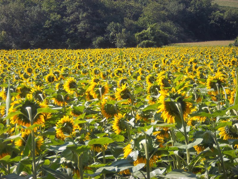 French Field of Sunflowers