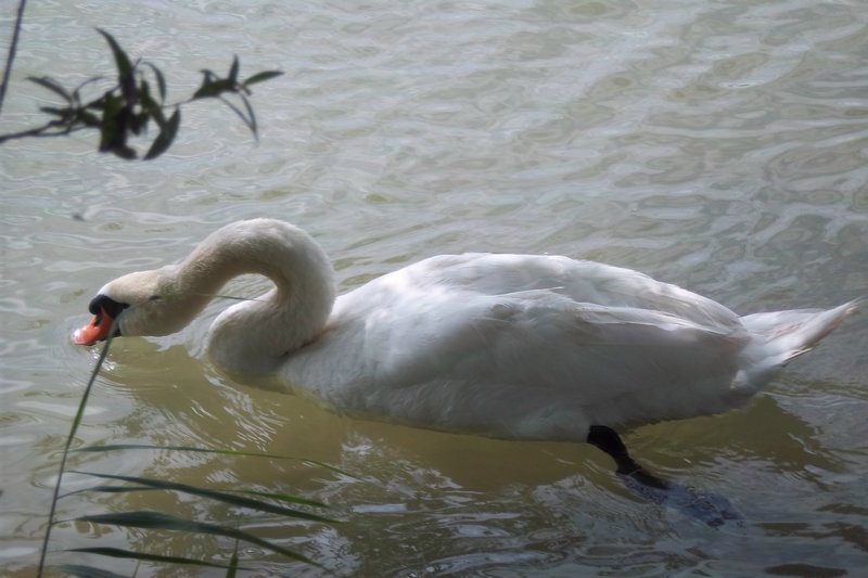 Swan on the Rhein