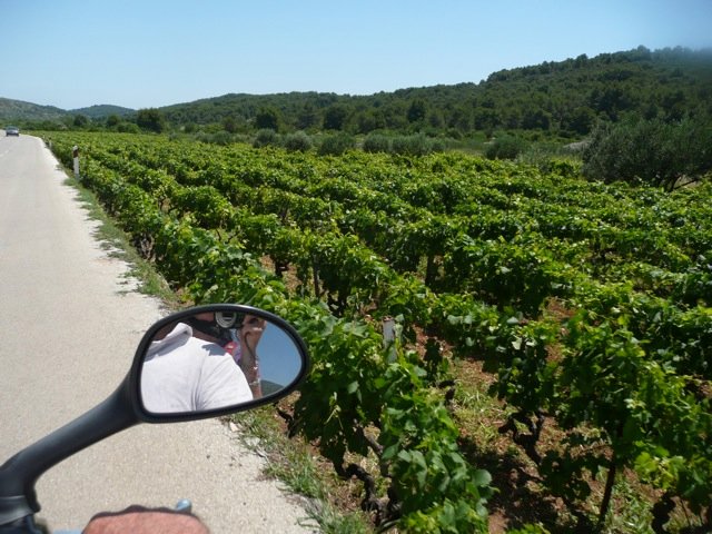 Riding through vineyards