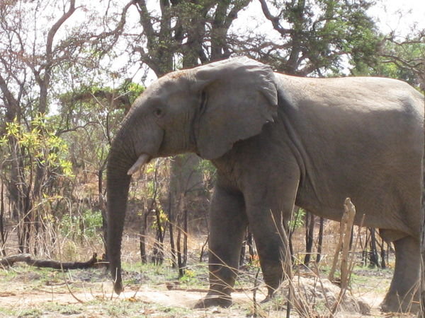 Elephant at Arli