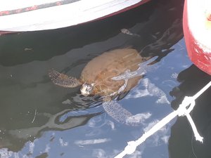 A turtle in the harbor