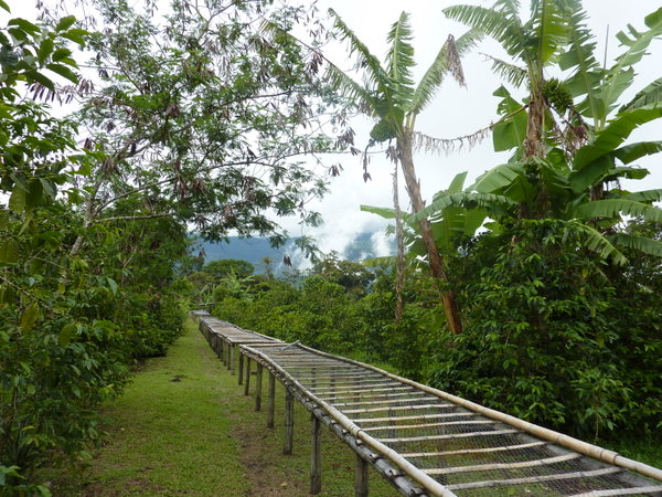 Rich's coffee plantation