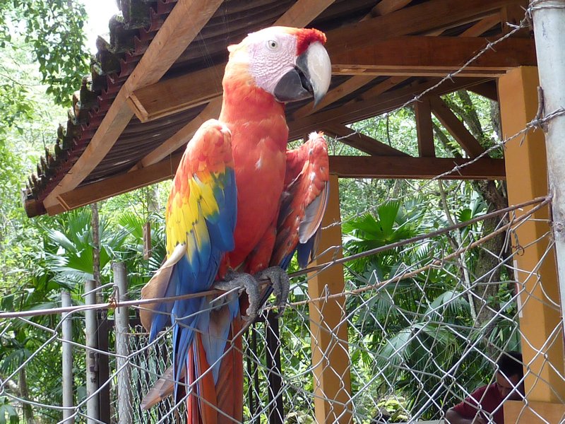 One of the many Scarlet Macaw at the ruins