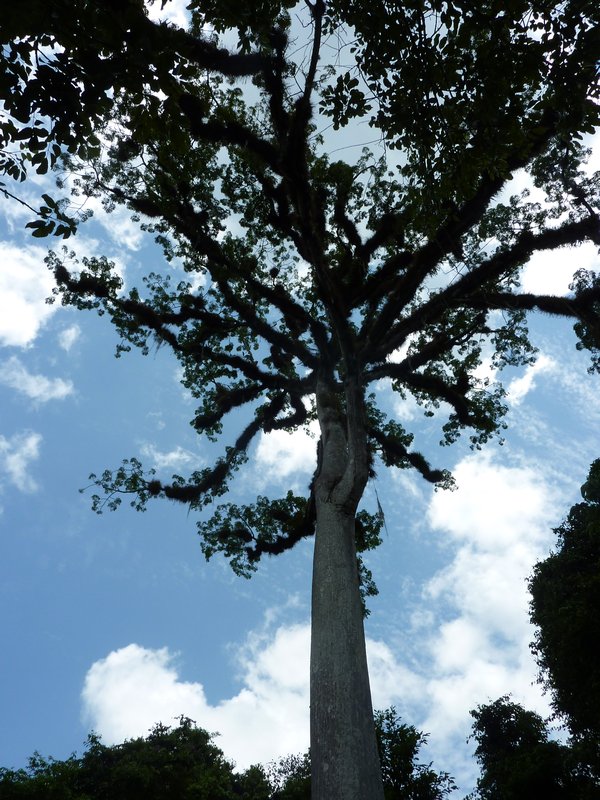 Ceiba Tree - Tikal Ruins