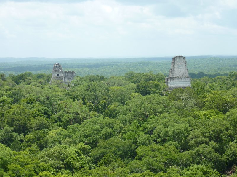 Temples poking through the tops of the trees at Tikal
