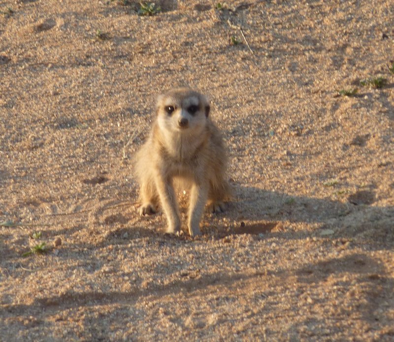 Kates Favourite Animal - A MeerKat - And Not to Disapoint the Farm Have Three