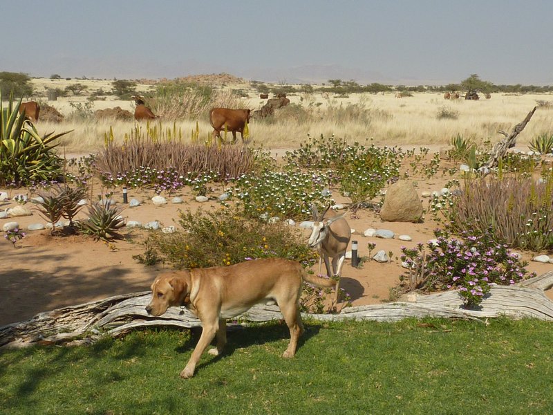 Pet Dog Leads Pet Springbok Through The Garden Whilst The Local Beef Gets Turned Away