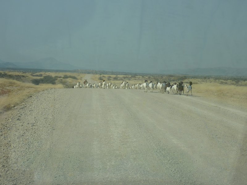 The Local Goat Herd Crossed the Highway