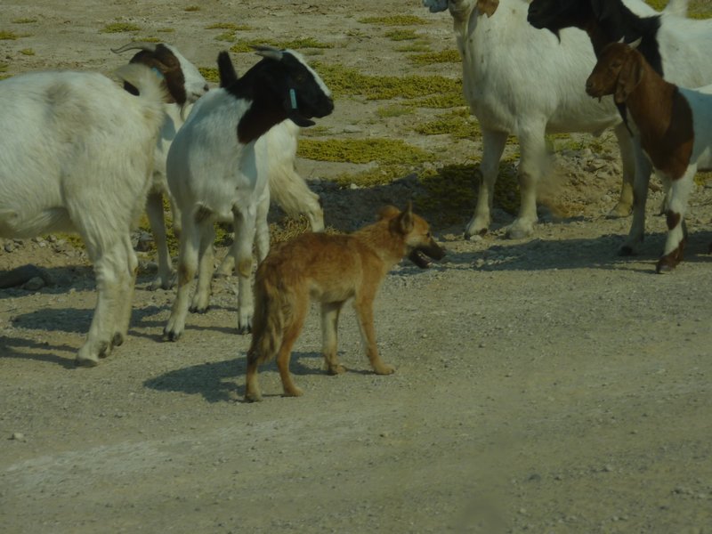 Note the Local Canine Goat Herder