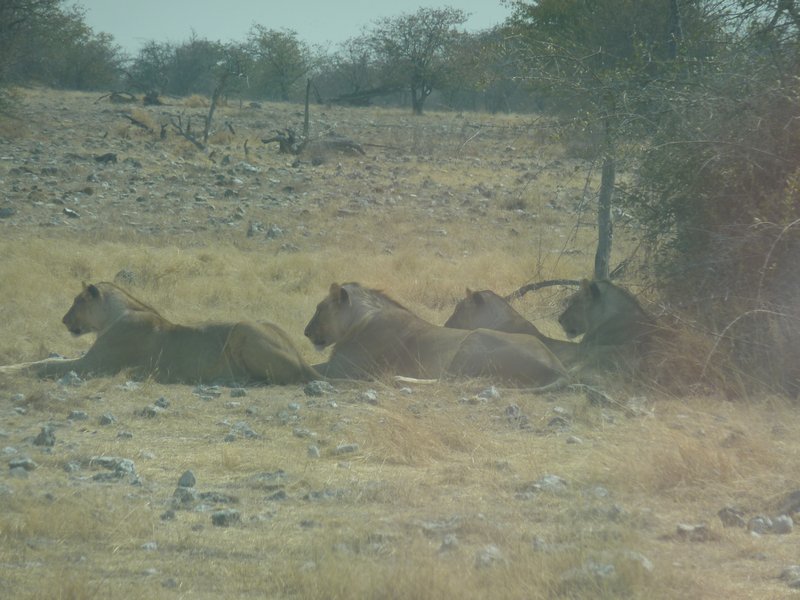 4 Lions Preparing To Join Their 3 Mates Who Were Already In Position Around The Watering Hole