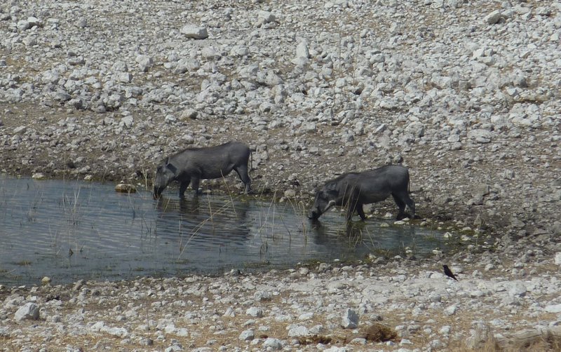 Two Warthogs Get A Quick Drink When No One Else Is Looking