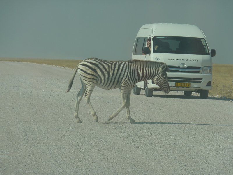 A Zebra Crossing - Actually There Were Lots