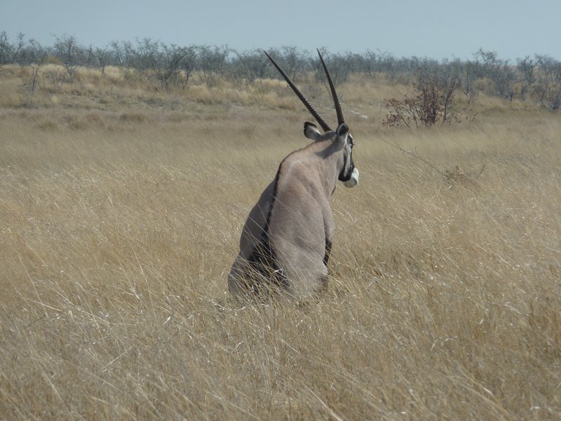 An Oryx Contemplating Life ...