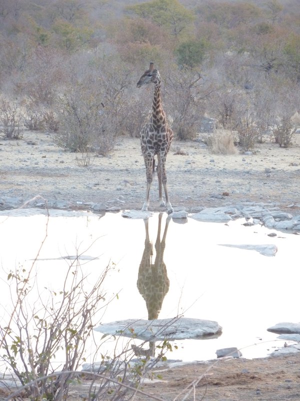 Giraffe Posing At The Waterhole