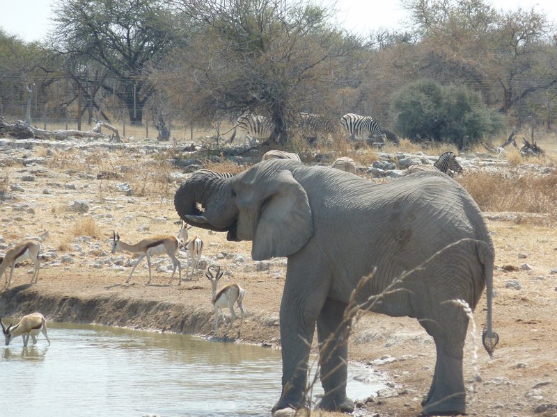 My First Elephant - A Female At The Waterhole