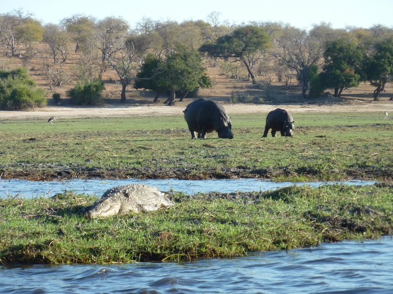 Mother and baby Hippo grazing whilst a croc keeps an eye on the tourists