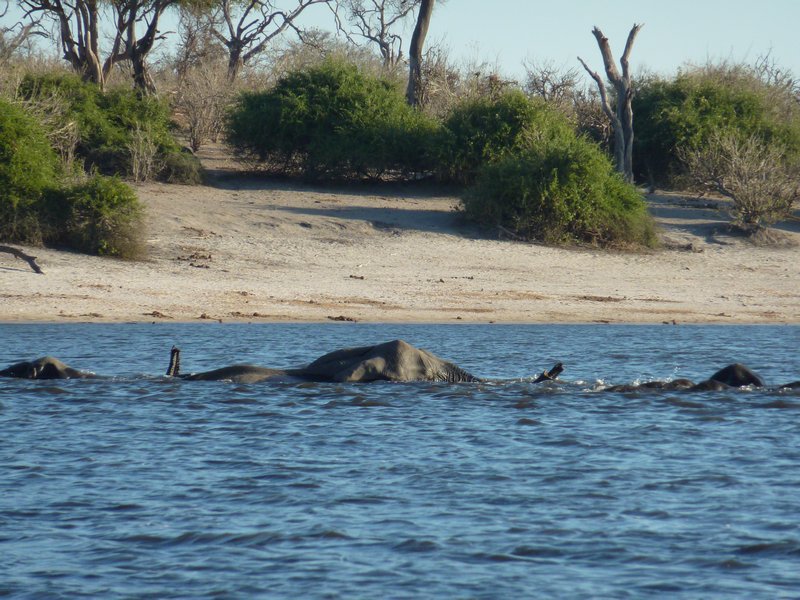 The trunks come in handy for the young elephants in the deeper water