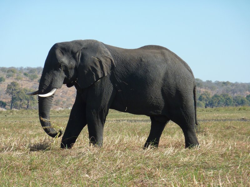 Elephant at Chobe Waterfront