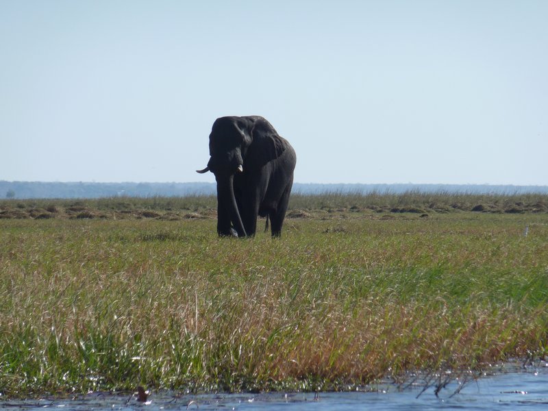Here we go again - another elephant takes an interest in us but at a safe distance this time