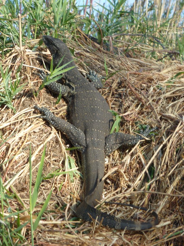 A 4 foot Salamander climbs back onto the rivrbank
