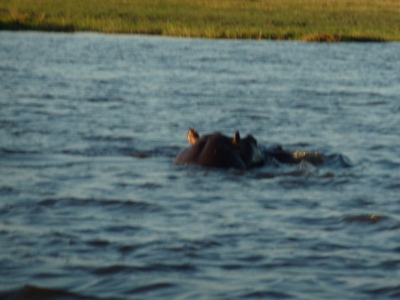 An huge Hippo pops up unexpectedly right in front of our boat