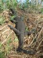A 4 foot Salamander climbs back onto the rivrbank