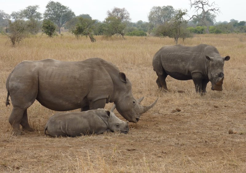 Rhino family at the roadside