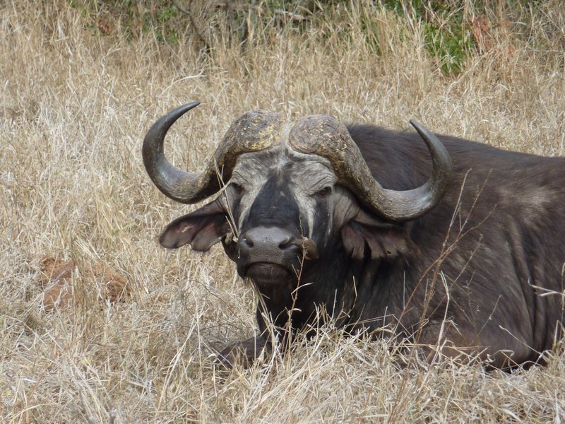 A Buffalo sits patiently whilst a small bird cleans one of its nostrils