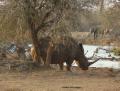Rhino scratching post