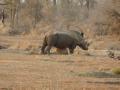 A Rhino scratches an itch