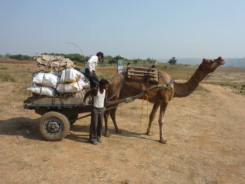 Camels Rajasthan