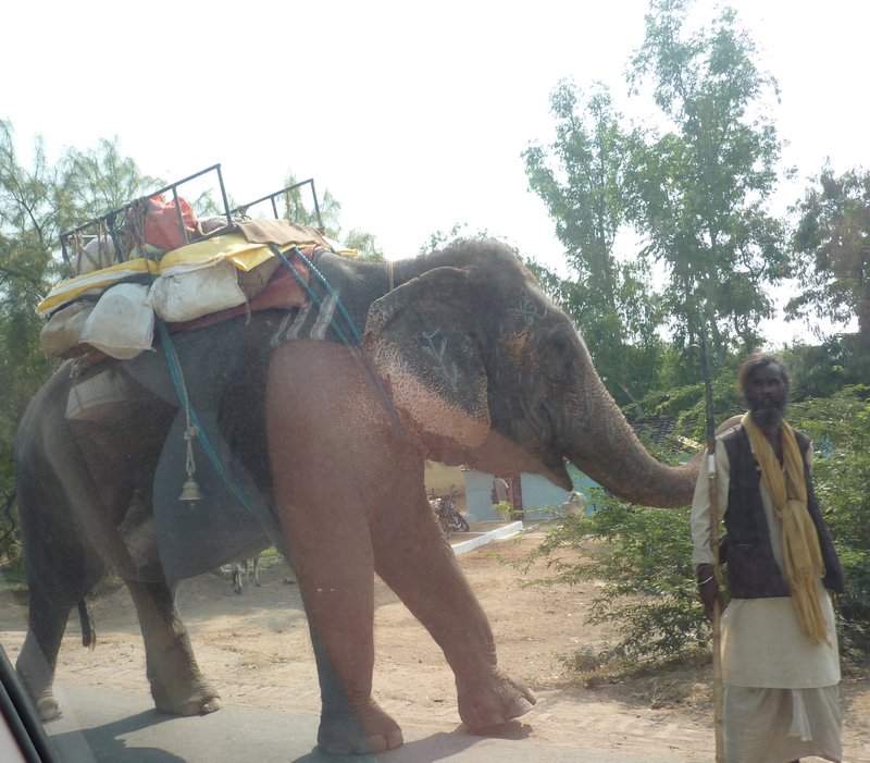 Roadside elephant!!