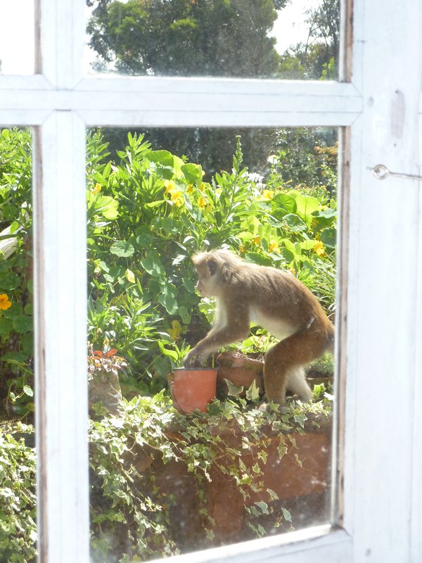 A Monkey helps himself to the flowers