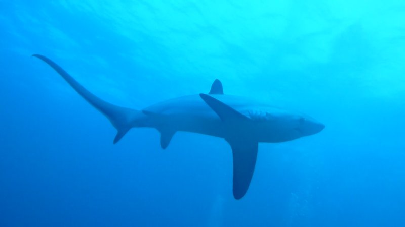 Another Thresher Shark from below