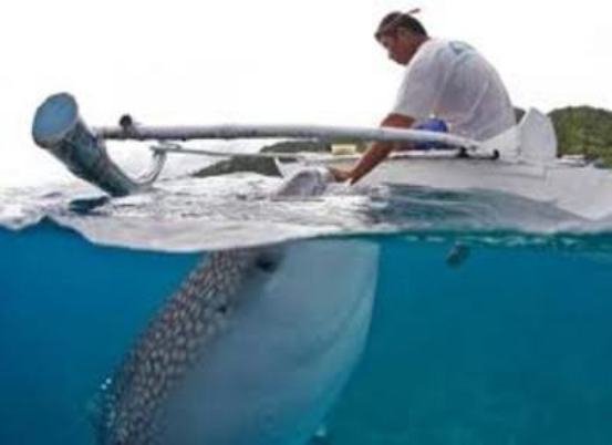 Fisherman Feeding a Whale Shark