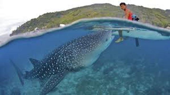 Whale Shark looking for food