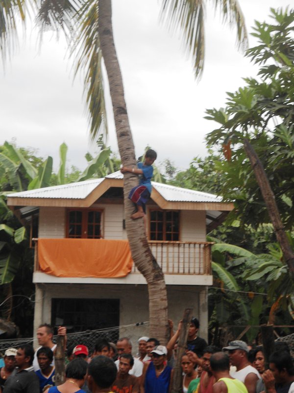 A youngster climbs a tree to a view