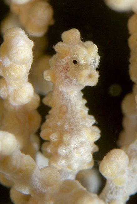 A typical Malaspacuan Pygmy Seahorse