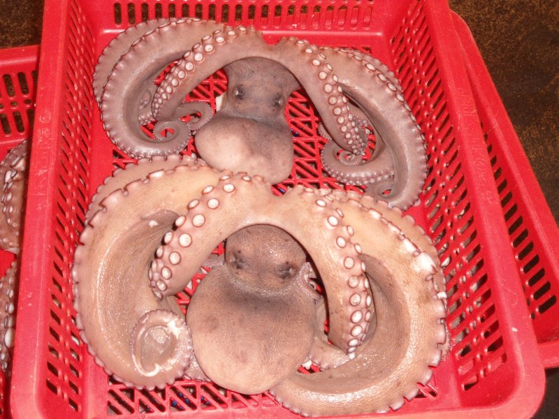 Octupi