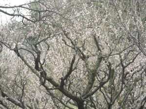 Plum Trees in blossum - Kumaoto Castle
