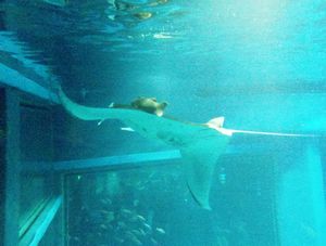 Alfred Manta with joyrider at Osaka Aquarium
