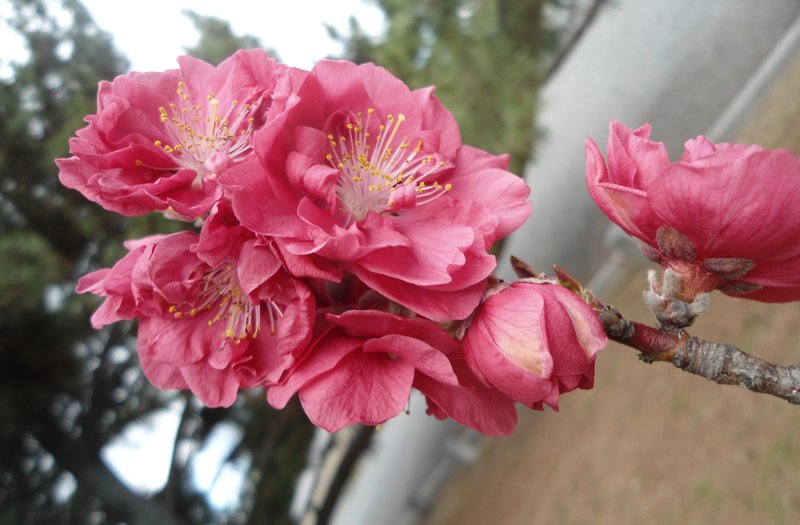More Blossoms in Kyoto