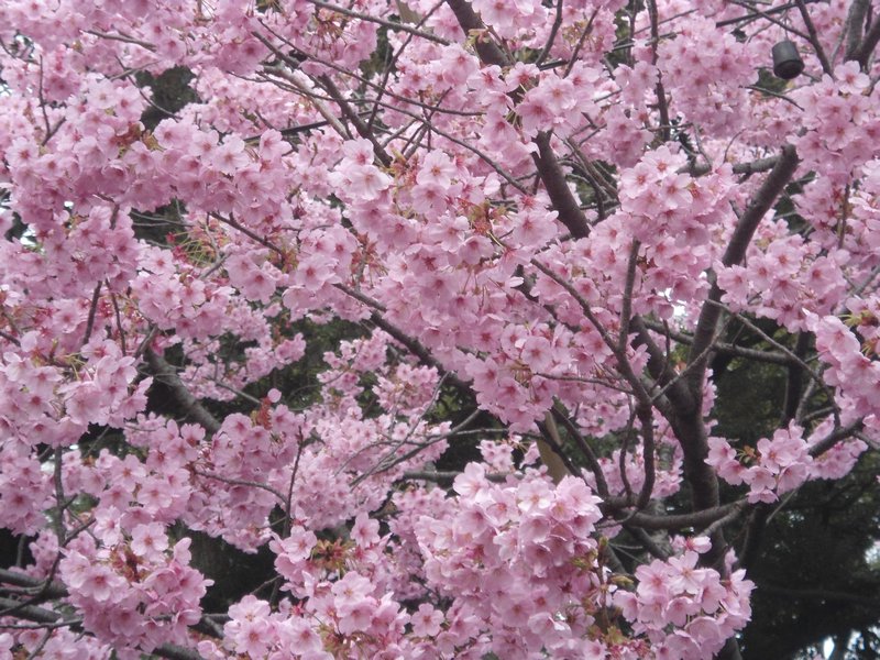 Yet more cherry blossom