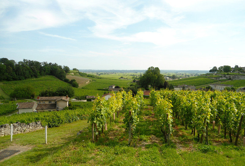 A typical view near Saint-Émilion