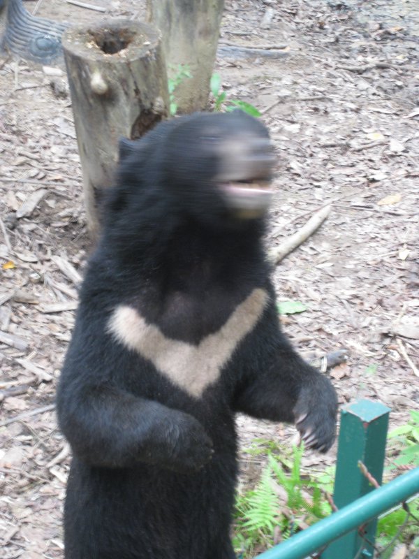 Yogi Bear