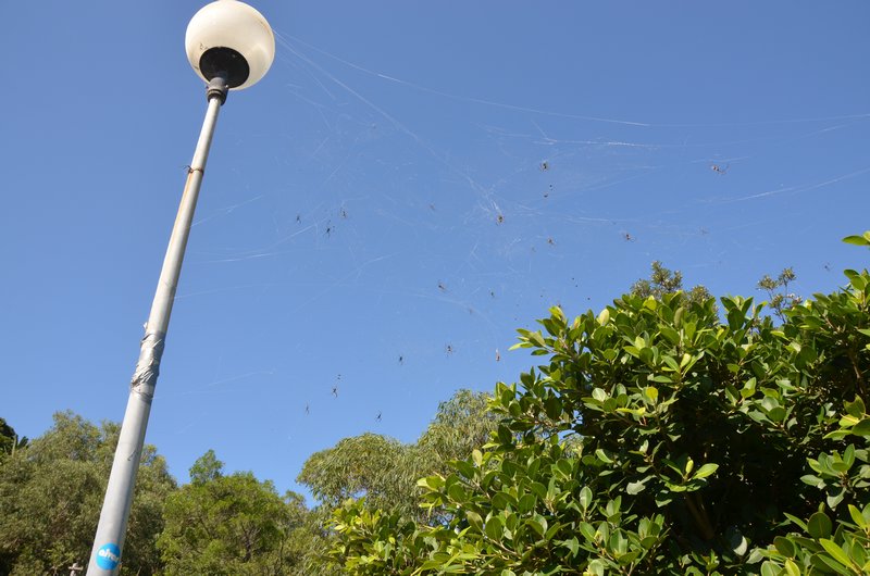 Spider webs in Taronga